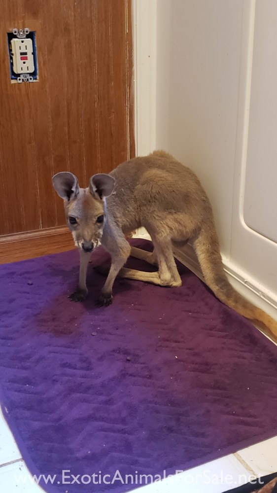 Red Kangaroo Male bottle baby for Sale