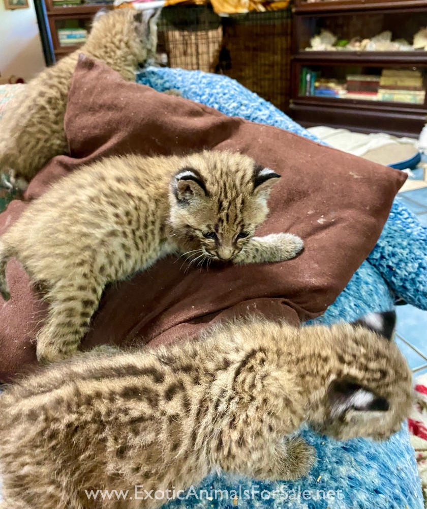 Bobcat kittens for Sale