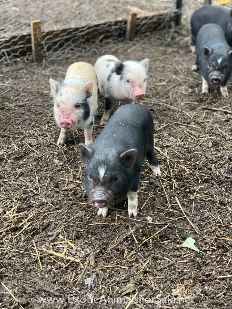 Potbelly pigs for Sale