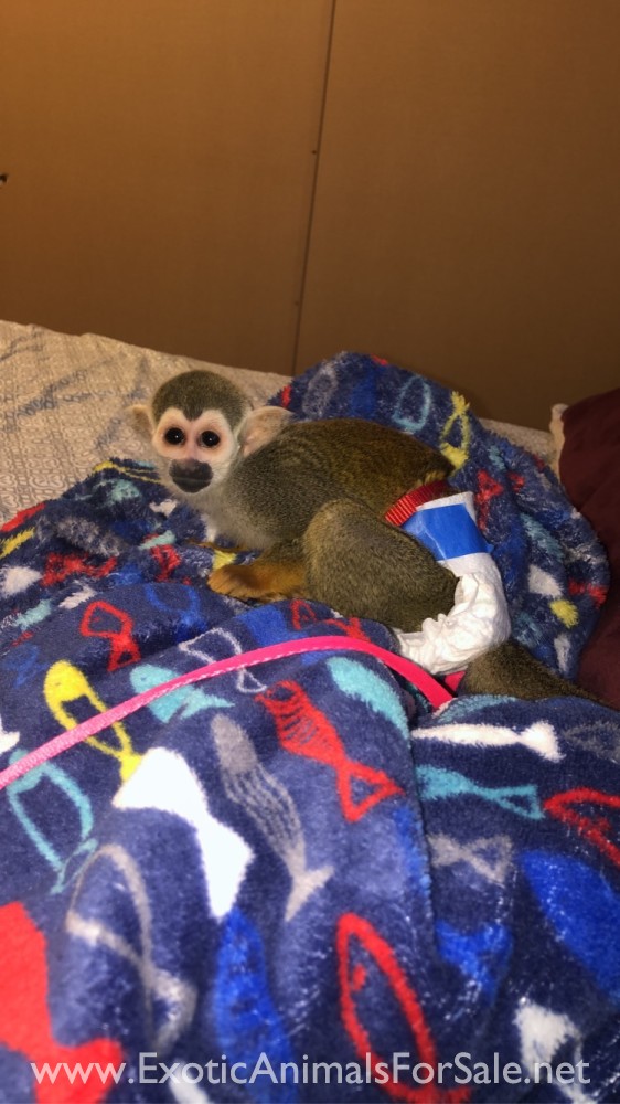 Monkeys For Sale