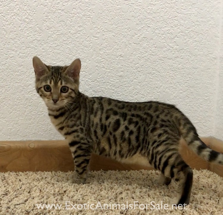 Female Bengal Kitten for Sale