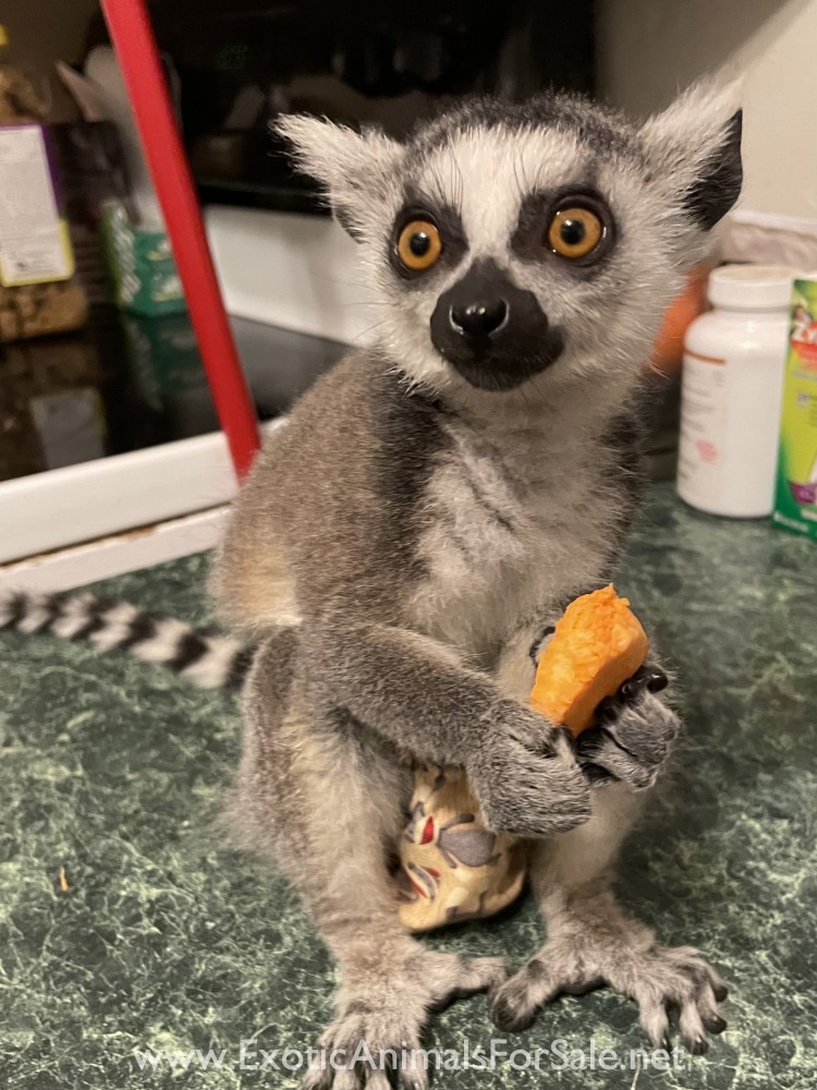 Lemur for Sale