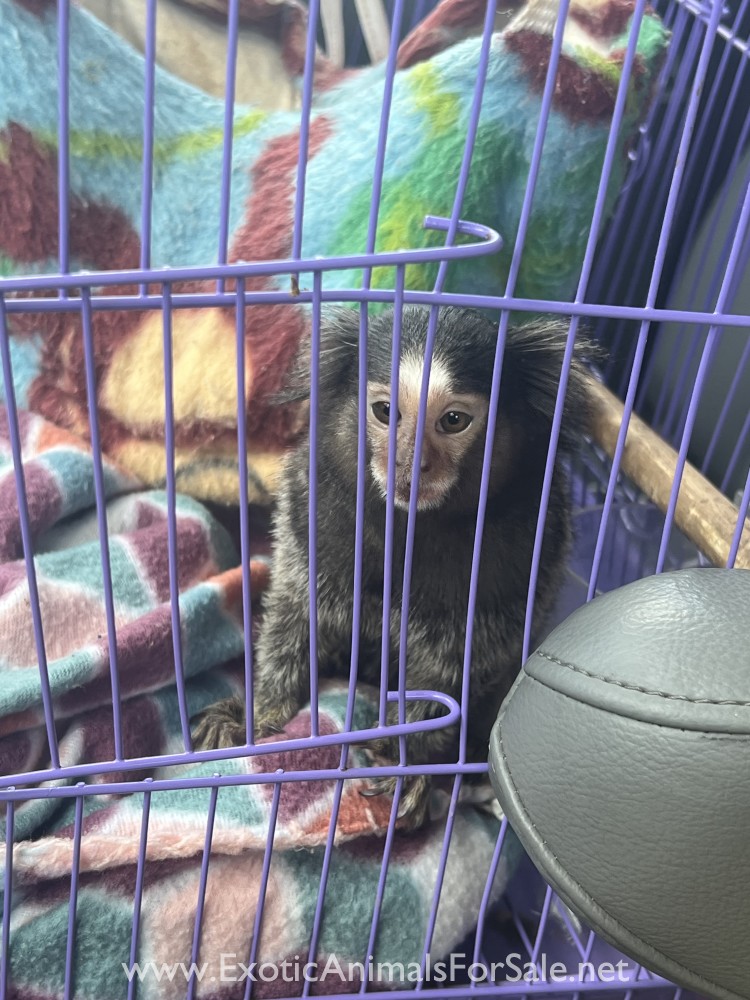 Marmoset monkey for Sale