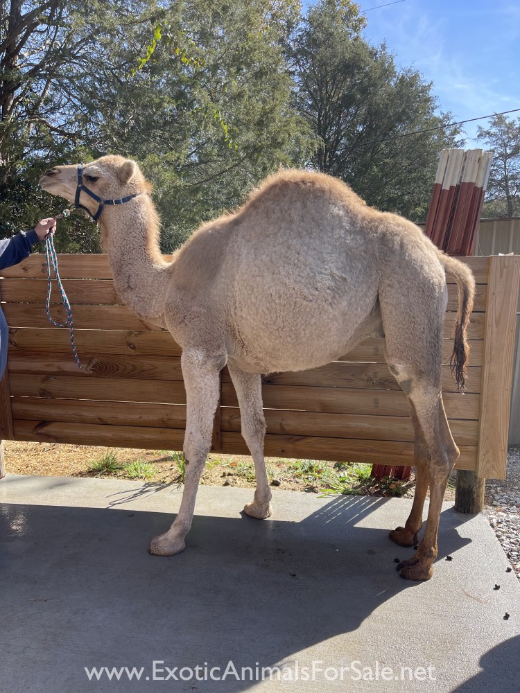 Camel for Sale