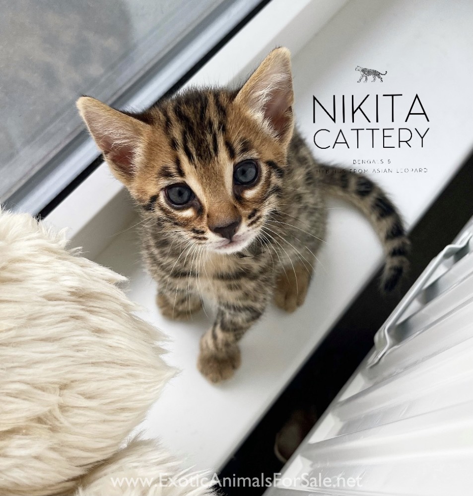 F2 hybrid cat Bengal G2 kittens, luxury pet EUROPE for Sale