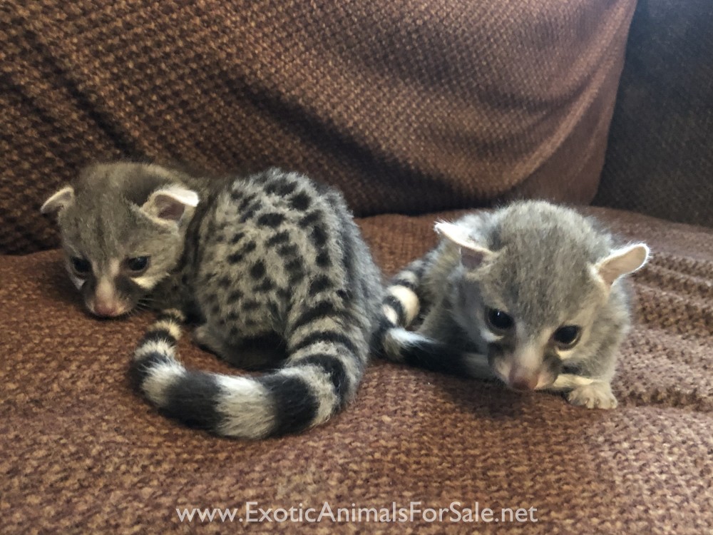 Small Spotted for Sale