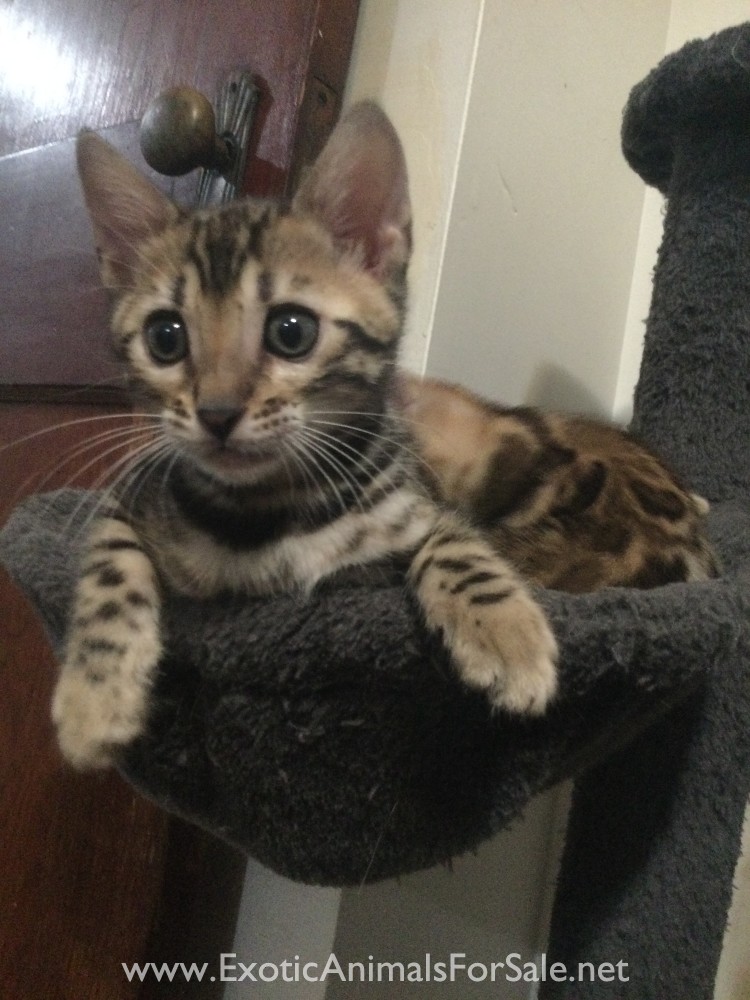 Male Bengal Kitten Willing to Place with a Reputable, Ethical Breeder