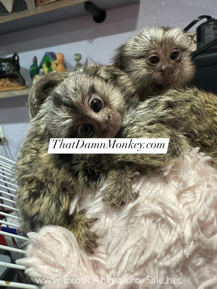 Marmoset monkeys for Sale