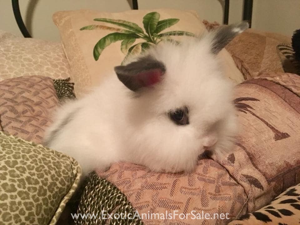 RARE BlueEyed Baby Bunnies 4 Sale for Sale