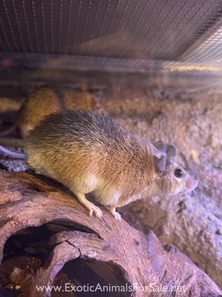 Male Egyptian Spiny Mice for sale for Sale