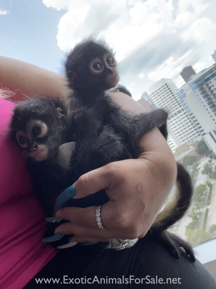 Spider Monkey for Sale