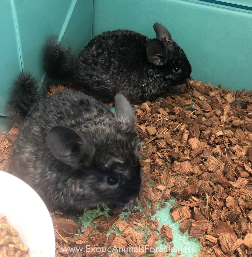 Captivating Curly Chinchilla For Sale Wallpaper Digital Art Captivating Curly Chinchilla For Sale Wallpaper Digital Art