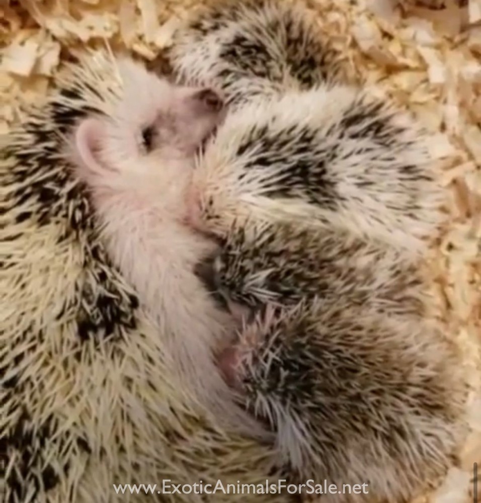 Hedgehogs Available for Sale