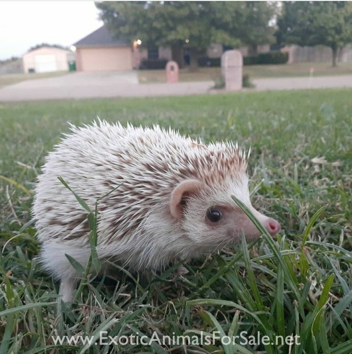 Hedgehogs for Sale