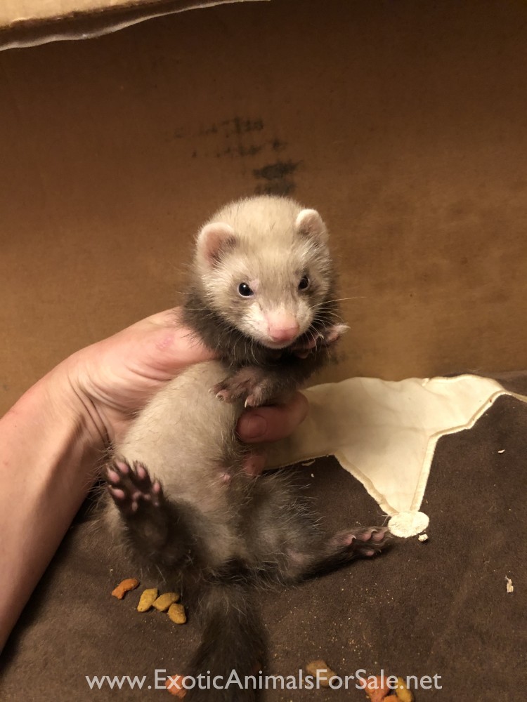 Baby Ferrets!! for Sale
