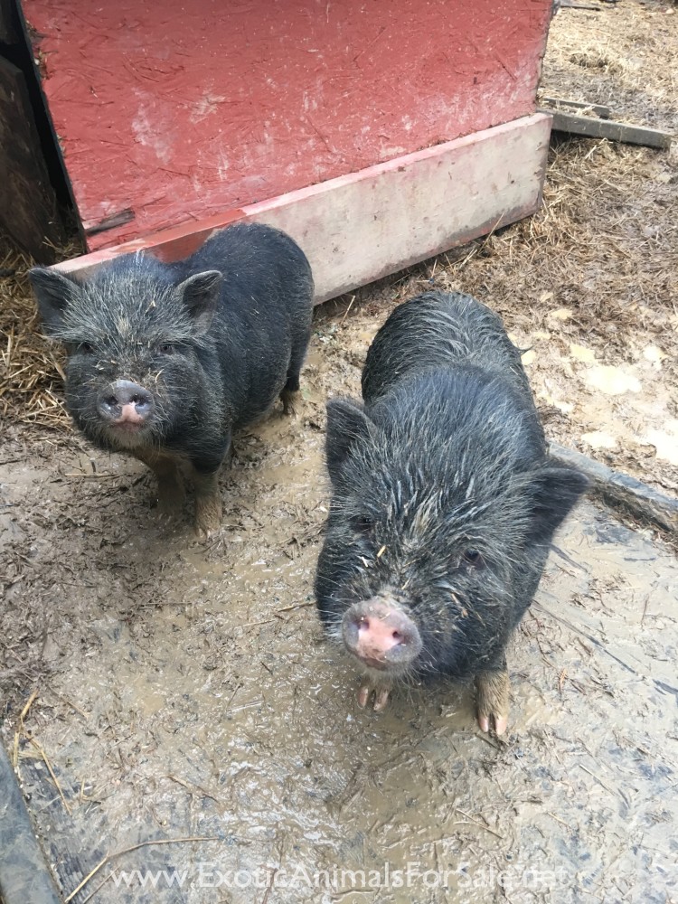 Mini pot belly pigs for Sale