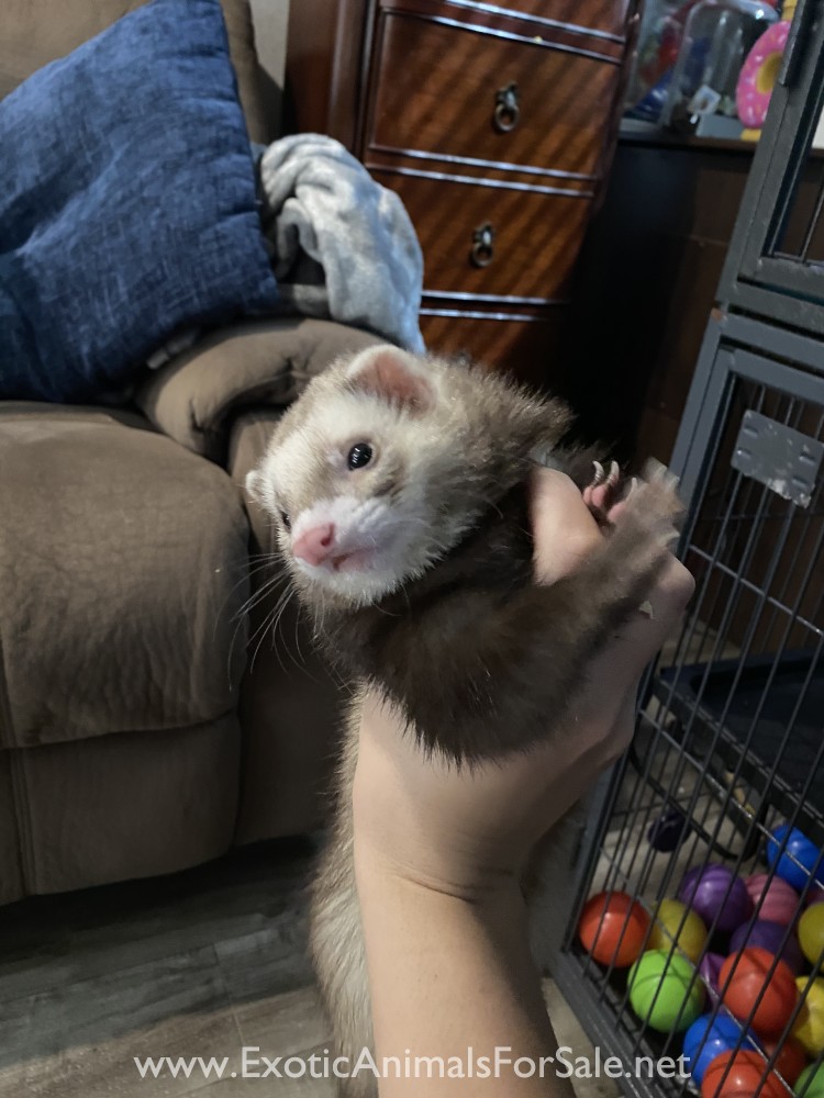 pet stores near me that sell ferrets