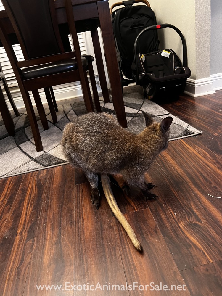 Wallaby for Sale