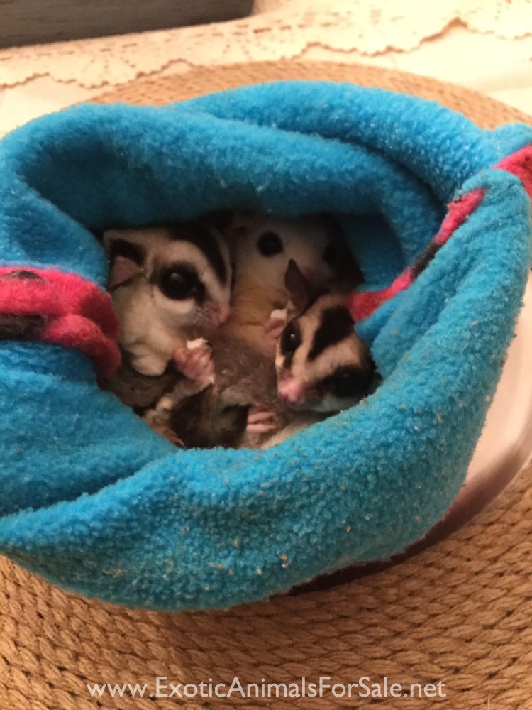 Sugar Gliders For Sale