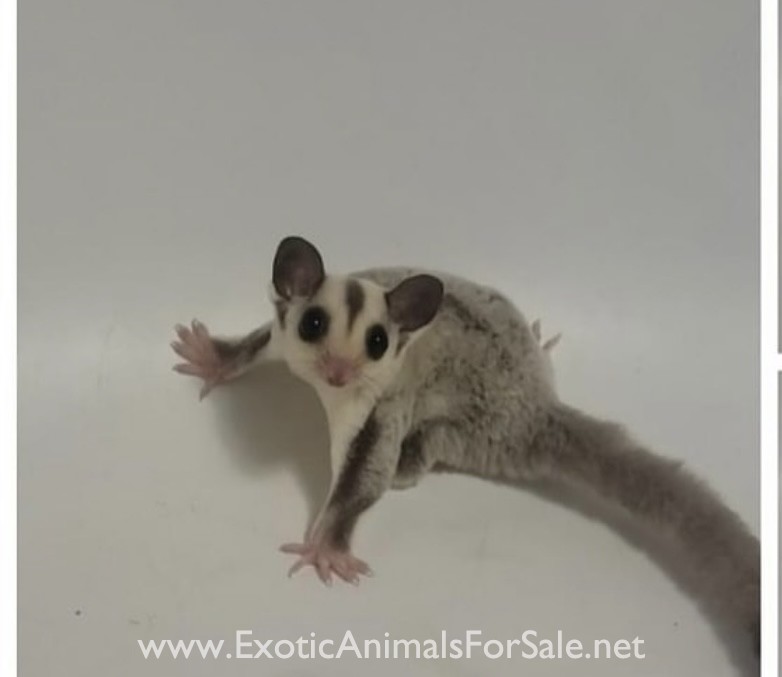 Sugar Gliders For Sale Nz at Charlie Long blog