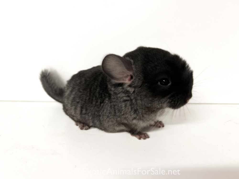 Chinchillas for Sale