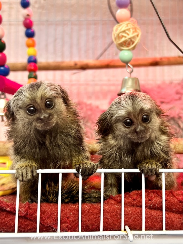 Marmoset monkey for Sale