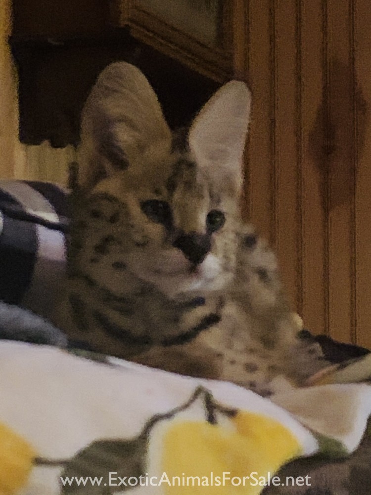 Servals For Sale