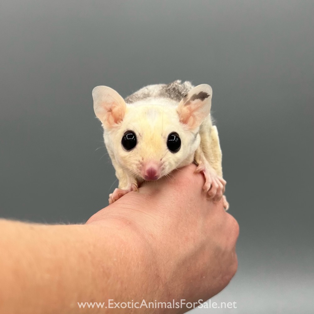Lineaged Sugar Gliders for Sale