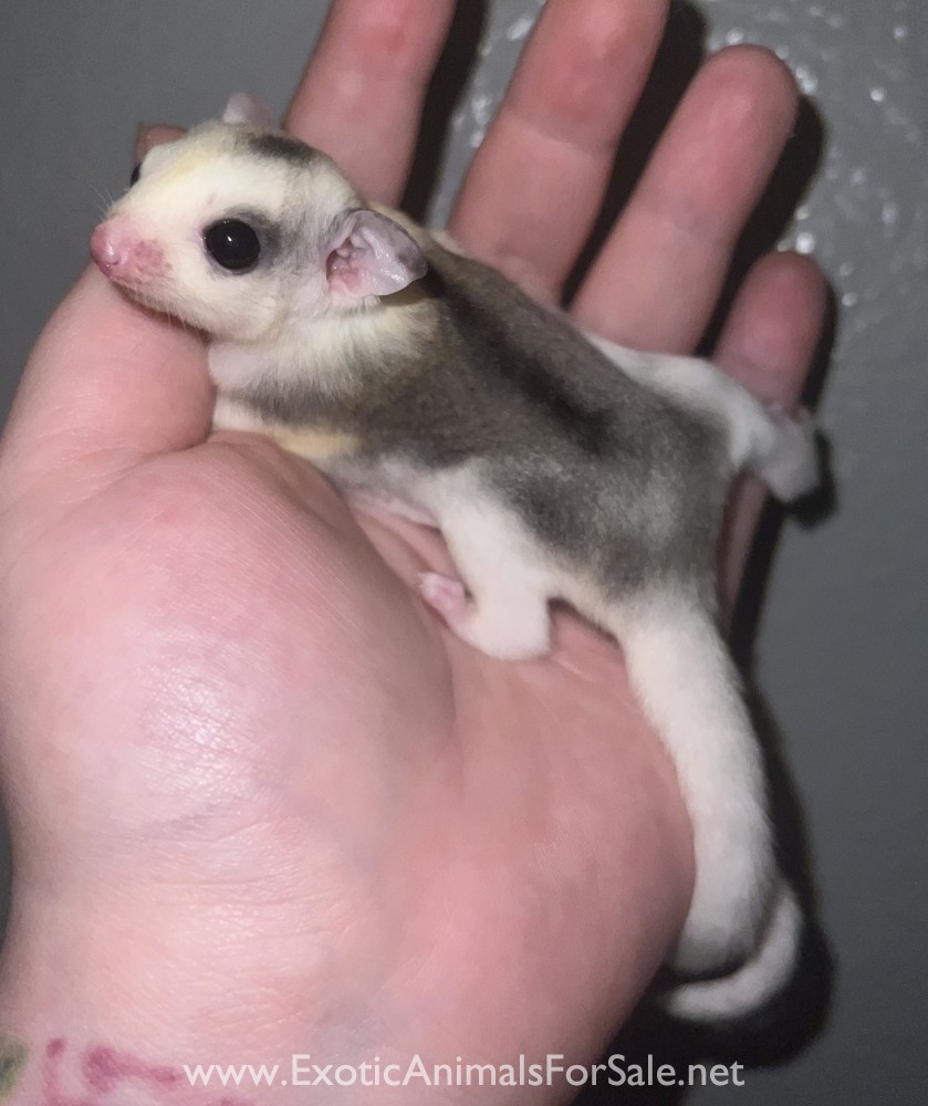 Sugar Gliders for Sale