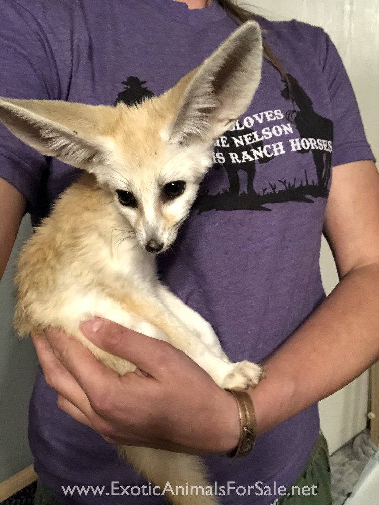 Very tame 13 week old male Fennec for Sale