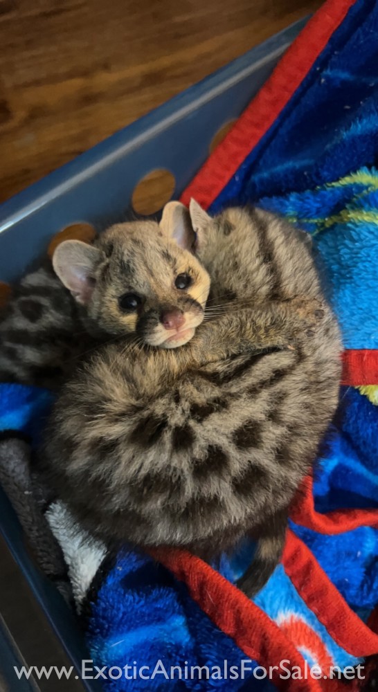 African spotted for Sale