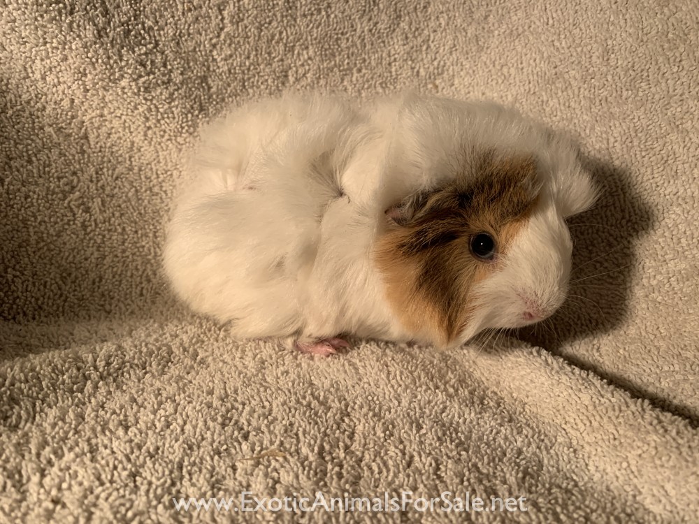 Guinea Pigs for Sale