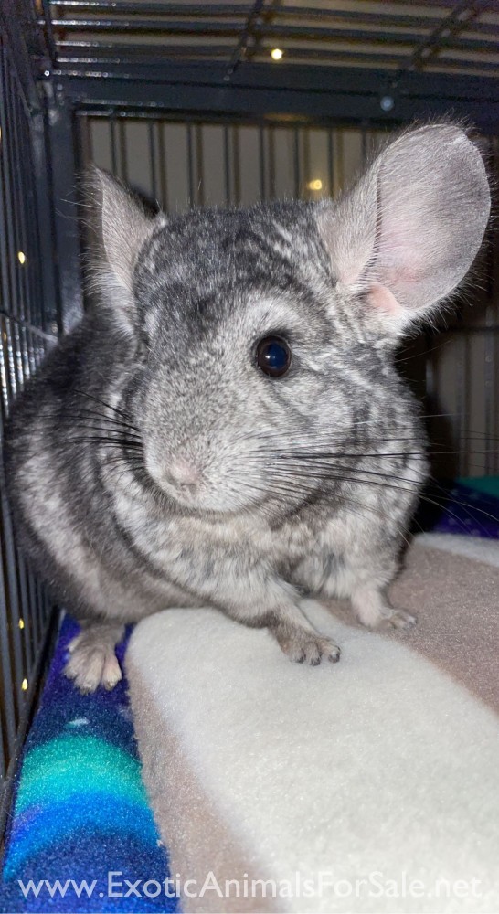 Chinchilla for Sale
