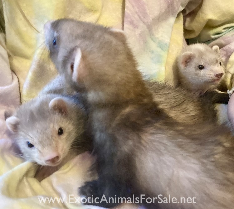 Baby Ferrets for Sale