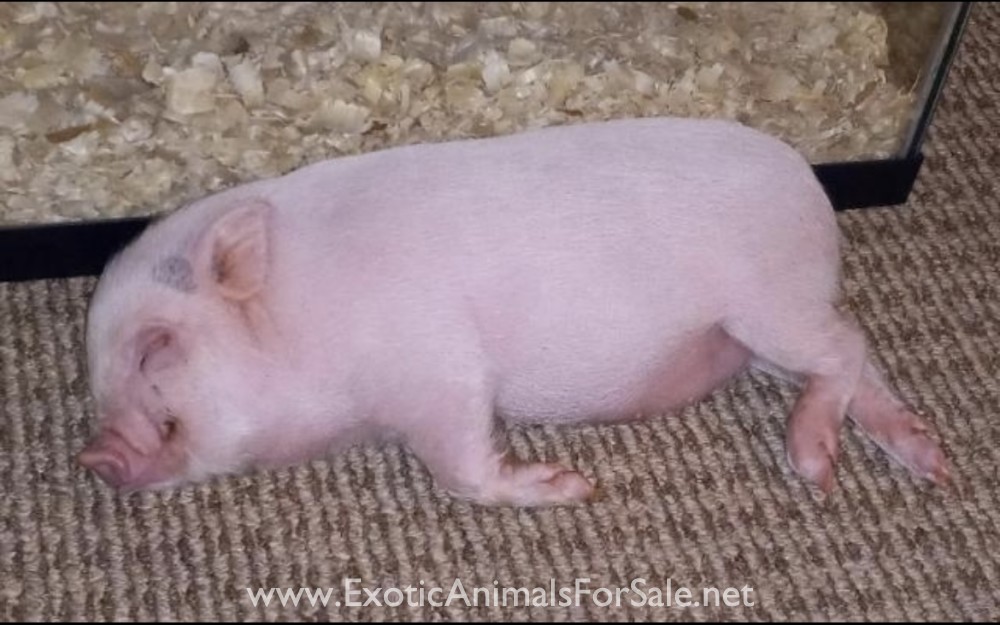 Mini piglet for Sale
