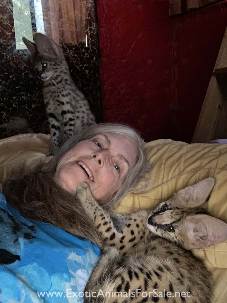 Serval kittens for Sale