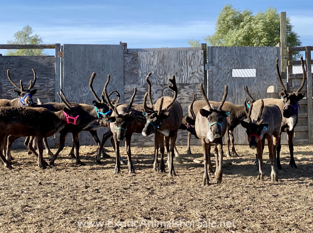 Reindeer Calves for Sale