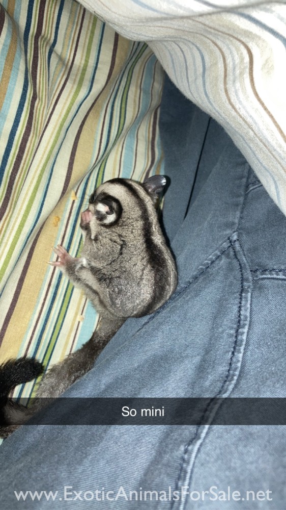 2 Sugar Gliders with cage and supplies for Sale