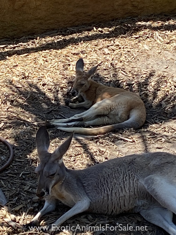 Kangaroos For Sale