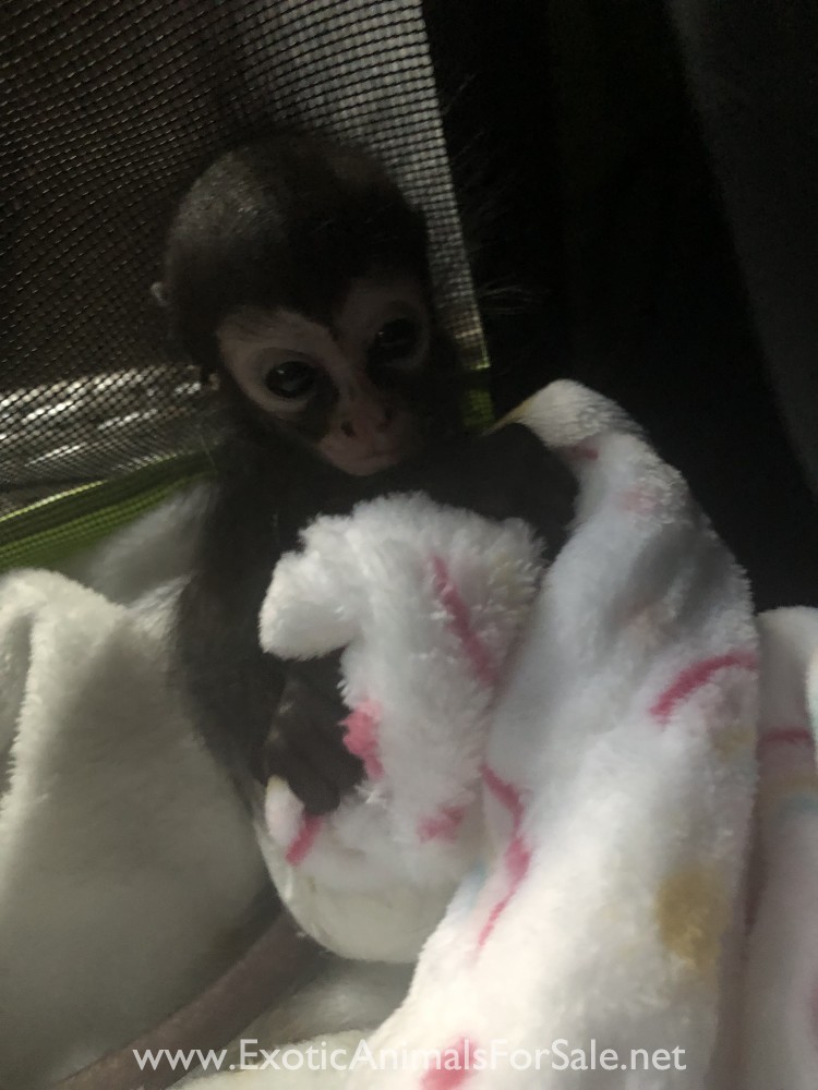 Spider monkey Babies (2 females) for Sale