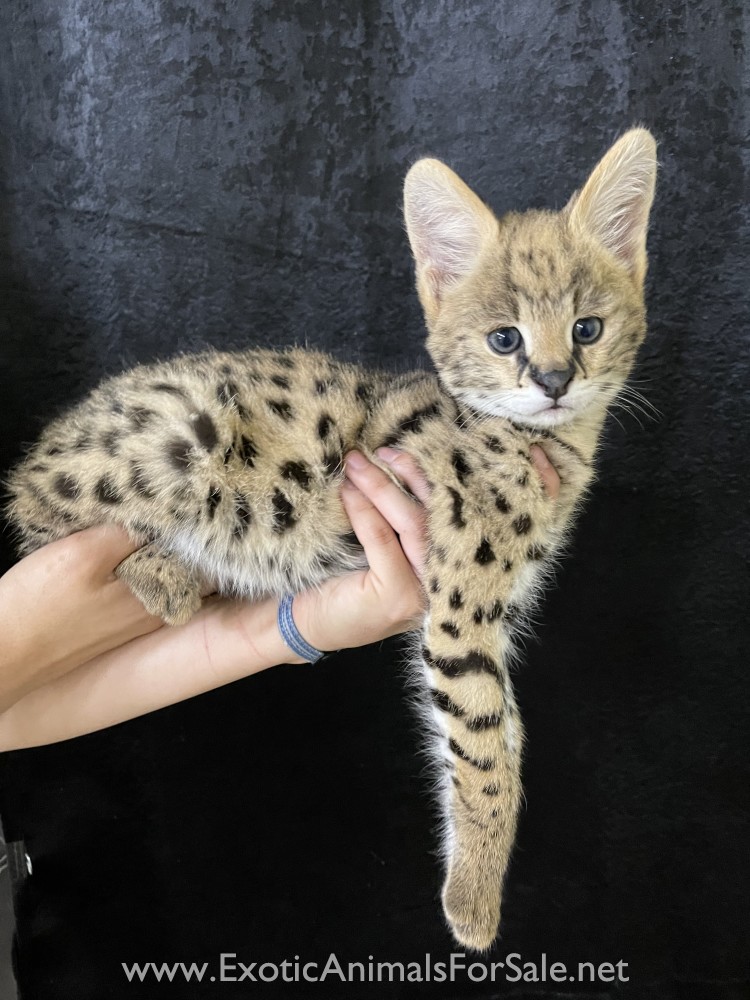 FemL Serval Kittens for Sale