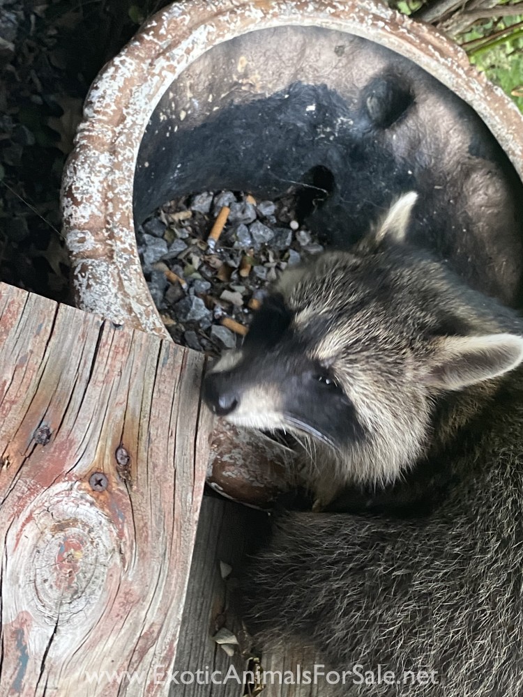 Raccoon for Sale