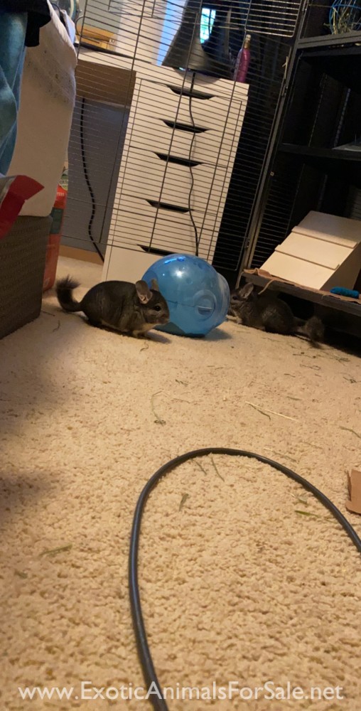 2 Young Male Chinchillas for Sale