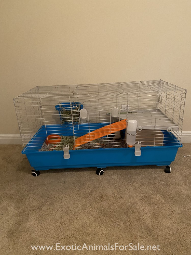 Two male Guinea pigs for sale for Sale