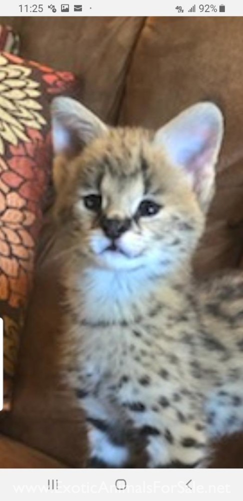 African Serval Kittens for Sale
