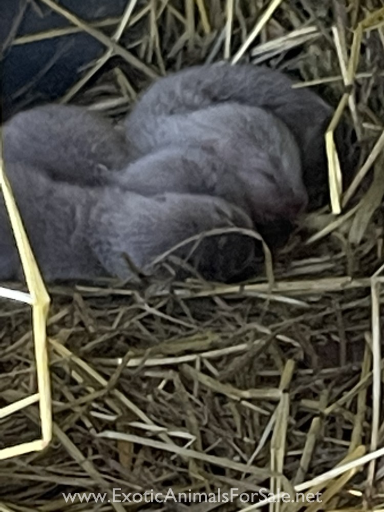 Asian small clawed otters for Sale