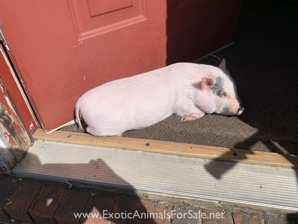Potbelly pig for Sale