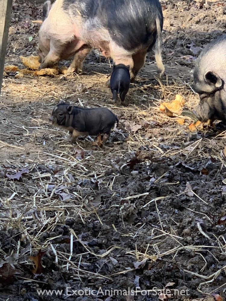Mini pot belly pigs for Sale