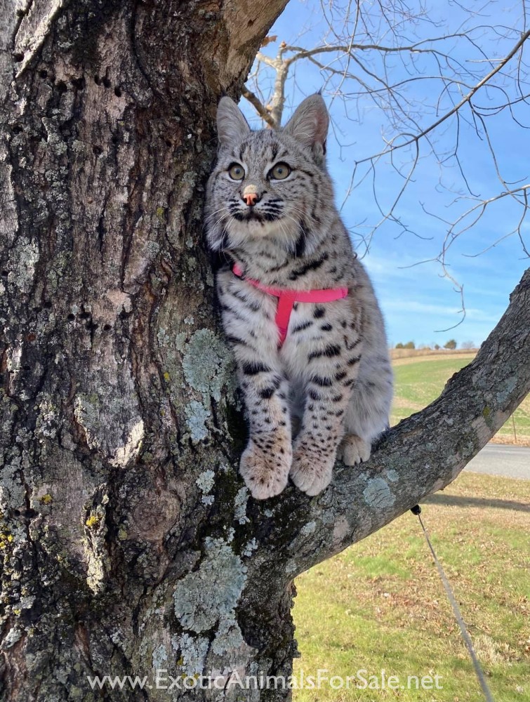 Bobcat kitten