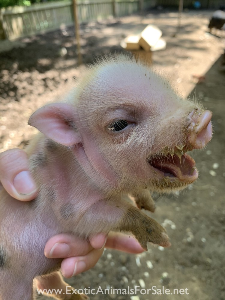 Mini pot belly pig for Sale